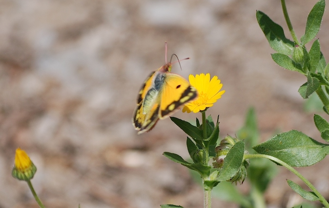 Colias crocea femmina